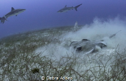 Stingray in the sand looking for food while the sharks watch by Debra Addeo 